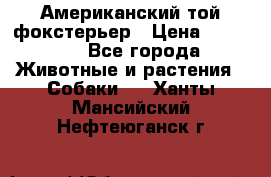 Американский той фокстерьер › Цена ­ 25 000 - Все города Животные и растения » Собаки   . Ханты-Мансийский,Нефтеюганск г.